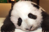 pygment: (Panda flop)