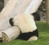 pygment: (panda-plop)