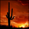 phoenix_together_2018: (Phoenix, Saguaro)
