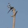 westerling: (Dragonfly)