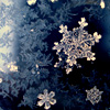 logophile: (Snowflakes)