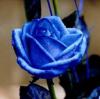 vakkotaur: (blue rose)