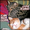 crazybutsound: (kitty life is so hard)