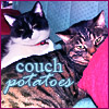 crazybutsound: (kitty couch potatoes)