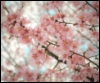 deformuscattusmortuus: (sakura)