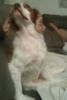 echolalala: A cavalier king charles sitting on a couch with his snout raised in the air snubbing you (Mooftagh)