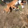 cottoncandypink: A red and white dog jumping through tall grass (PNC - Buster - Jumping)