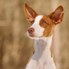 cottoncandypink: A red and white tog looking to the left (NPC - Buster - Majestic Derp)