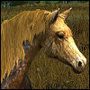 crown_of_antlers: Glorawenn's horse (Gold Steed)