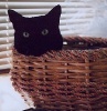 gingicat: black cat - why are you disturbing me in my throne basket? (tired/stressed - Andromeda-basket)