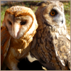 karamergen: Two owls facing opposite directions (Default)