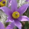 linearindpndnce: (flower)