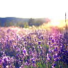 lavender_jiji: (pic#11831698)