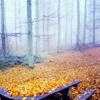 nochi_navylet: (лес и желтые листы)