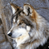 wolf_julia: (pic#11834545)