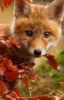 nirea: (Fox)