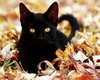gatta_bianka: (black cat)