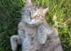 mandralyne: lilly (Default)