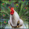 bellamagic: chicken peacock (Default)