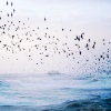 earl_olgierd: (pic#11853927)