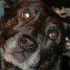 stormdog: (Kira)
