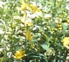 catateme9: Yellow spring flowers (Default)