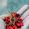 mystical_journey: (All Seasons-Berries In Hand)