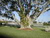 joyfinderhero: (Tree Home)