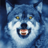 mystical_journey: (Angry-Growling Wolf)