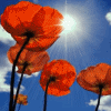 mystical_journey: (Flowers-Poppies And Sun)