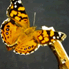 mystical_journey: (Butterfly-Butterfly Spreading Wings)