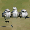 mystical_journey: (Funny-Three Birds On A Wire)