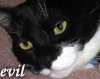 rusty_halo: my cat lucifer (l: lucifer)