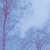 m_cobweb: (winter trees)