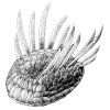 jere7my: (Wiwaxia)