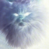 wyld_dandelyon: (negative cat)