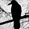evelyndcurtis: A raven sitting on a tree branch,. (Default)