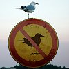 regonym: (defy authority seagull)