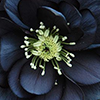 effingunicorns: close-up of a bluish black hellebore flower with pale green reproductive bits (Default)