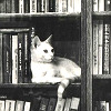 wolfsminze: <a href="https://iconriot.livejournal.com">iconriot</a> (Cat and books)
