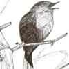 alasse_mirimiel: (Little Bird)