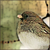 avon7: small brown bird (small bird)