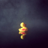 jadesfire: Small rubber duck floating on black water against black background (Rubber Duck)