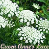 dwgm: (Queen Anne's Lace)