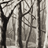 naye: a snowy forest (mushishi - snow)