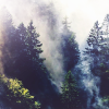 scintilla10: evergreen forest with mist drifting between the trees (Stock - trees in mist)