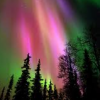 sorchasilver: Colourful aurora over forest (Aurora borealis)