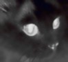 tig_b: black cat (black cat face)