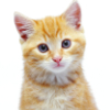 kenpo_kitty: (!Kitty)