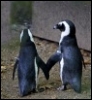pole_dancer: Image of two penguins. (Escapade love penguins)